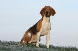 BEAGLE HARRIER